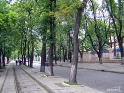 Одесская мэрия уничтожает деревья на Французском бульваре уже семь лет подряд (ФОТО)