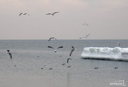 Январская Одесса десять лет назад: лед, море, снег и котики (ФОТО)