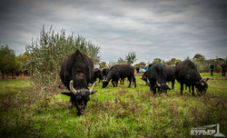 буйволы в одесской области