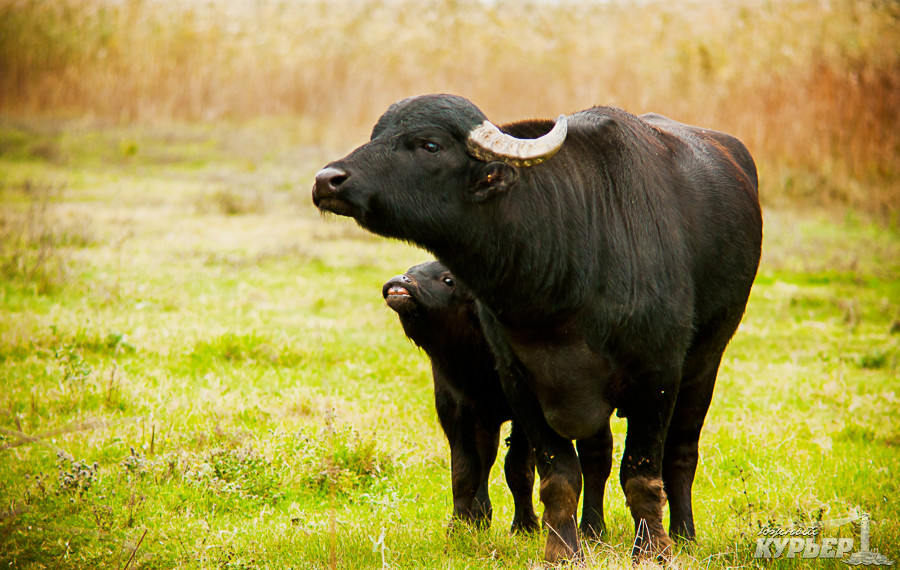 На юге Одесской области поселились буйволы (ФОТО) | Одесский Курьер