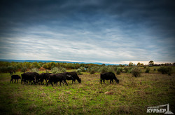 буйволы в одесской области