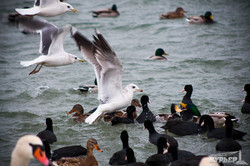 Под Одессой на паромной переправе зимуют лебеди (ФОТО)