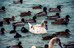 Под Одессой на паромной переправе зимуют лебеди (ФОТО)