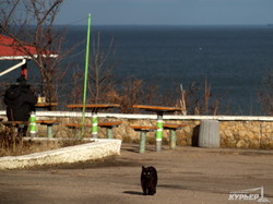 На одесском побережье начинается весна: фантастическое небо, последние льдины и морские котики (ФОТО, ВИДЕО)