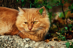 Одесские пятничные котики наслаждаются приходом весны (ФОТО)