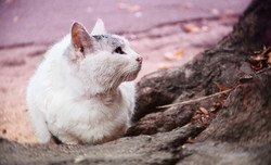 Одесские пятничные котики наслаждаются приходом весны (ФОТО)