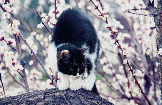 Одесские пятничные котики наслаждаются приходом весны (ФОТО)