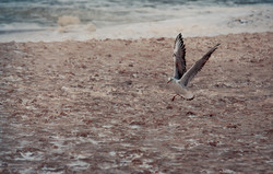 В Одессе море штормит, а пляжи заледенели (ФОТО)