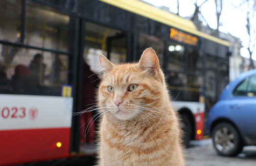 Новые скульптуры: коты для Одессы больше чем коты (ФОТО)