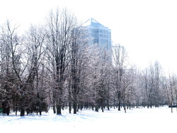 В Одессе обледенели деревья (ФОТО, ВИДЕО)