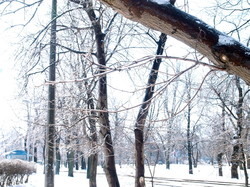 В Одессе обледенели деревья (ФОТО, ВИДЕО)