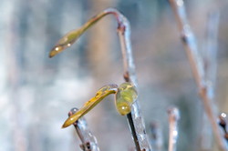 В Одессе обледенели деревья (ФОТО, ВИДЕО)