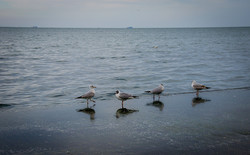 Море у берегов Одессы успокоилось: люди вышли гулять на Ланжерон (ФОТО)