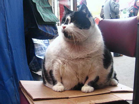 В Одессе установили памятник самой толстой кошке Базарине (ФОТО)