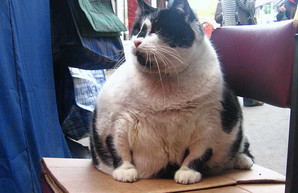 В Одессе установили памятник самой толстой кошке Базарине (ФОТО)