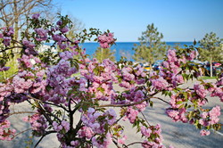 В Одессе невероятно красиво цветут сакуры и магнолии (ФОТО)