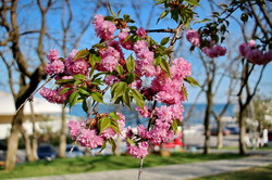 В Одессе невероятно красиво цветут сакуры и магнолии (ФОТО)