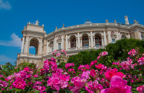 Фото дня: около Оперного театра распустились розы