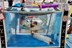 В Одессе прошел фестиваль котов и кошек (ФОТО)