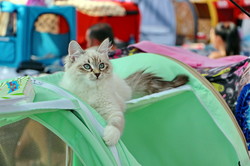 В Одессе прошел фестиваль котов и кошек (ФОТО)