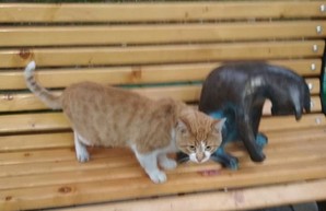 В Одессе снова поселилась кошка-геймер (ФОТО)