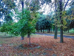 Осень пришла в Одессу: парк Шевченко (ФОТО)