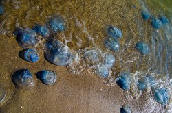 Одесские пляжи от Пересыпи до Лузановки заполонили медузы (ФОТО)