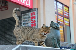 Самая большая кошка Одессы обзавелась другом (ФОТО)
