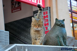 Самая большая кошка Одессы обзавелась другом (ФОТО)