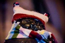 Самые знаменитые коты Одессы оделись в теплые шарфы и шапки (ФОТО)