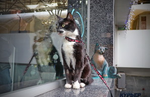 В Одессе открыли скульптуру кота Челентано (ФОТО, ВИДЕО)