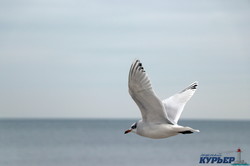 Город у моря: одесское побережье в канун Нового года (ФОТО, ВИДЕО)