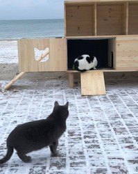 Обогрев для котов установлен в Лузановке (ФОТО)