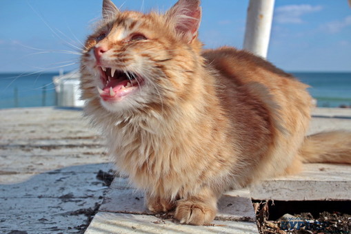 Весна в Одессе: море, люди, коты и чайки (ФОТО)