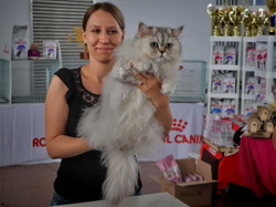 В Одессе показали самых красивых котов (ФОТО)