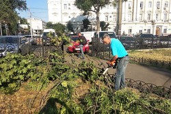 В Одессе восстанавливают повреждения от вчерашнего урагана (ФОТО)