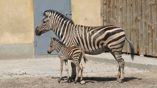 В одесском зоопарке родился детеныш зебры