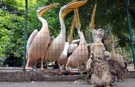 В субботу одесский зоопарк отметит свой день рождения