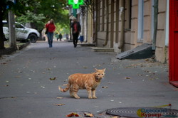 Октябрьские одесские котики (ФОТО)