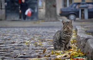 Общественный бюджет Одессы: 1,5 миллиона на «кошачий маршрут»