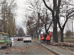 В Одессе бушует непогода: ветер валит деревья