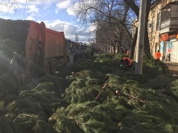 В Одессе ликвидировали кладбища елок