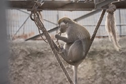 После реконструкции вход в одесский зоопарк будет перенесён