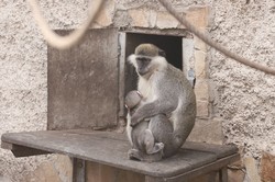 После реконструкции вход в одесский зоопарк будет перенесён