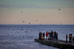 Море в Одессе: толпы гуляющих и птичьи базары (ФОТО, ВИДЕО)