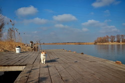 Речные котики на берегу Днестра (ФОТО)
