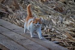 Речные котики на берегу Днестра (ФОТО)