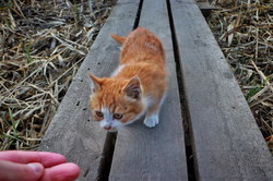 Речные котики на берегу Днестра (ФОТО)