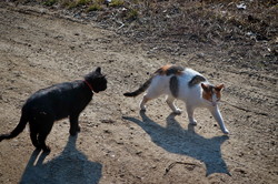 Речные котики на берегу Днестра (ФОТО)