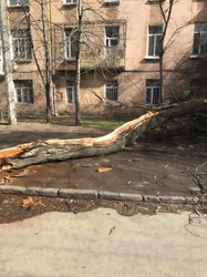 Ураганный ветер валит деревья в Одессе: погибла женщина (обновляется)